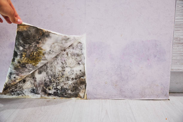 Best Residential Mold Removal  in South Sumter, SC